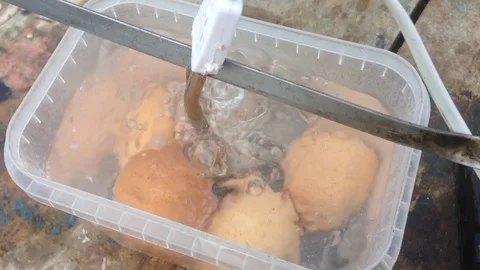 Close-up of eggs cooked in a plastic container Stock Footage 72924339