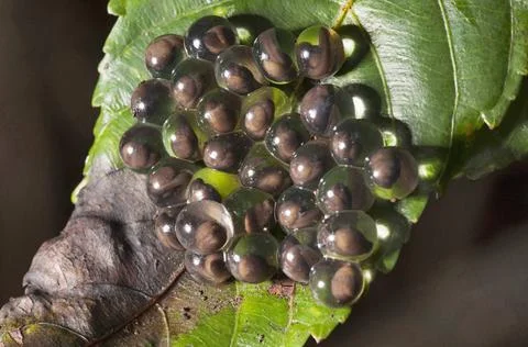 Close-up of eggs of a frog, India Close view of eggs of a frog, India Copy... Stock Photos