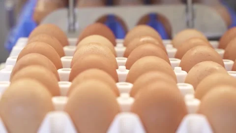 Close-up of eggs on production line Stock Footage 334774985