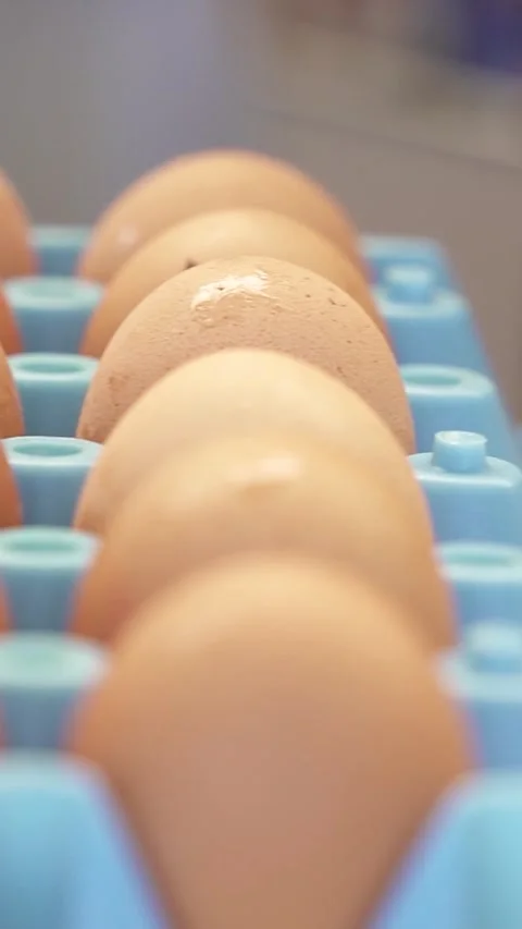 Close-up of eggs on production line Stock Footage 334774992