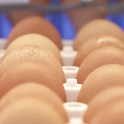Close-up of eggs on production line Stock Footage 334774994