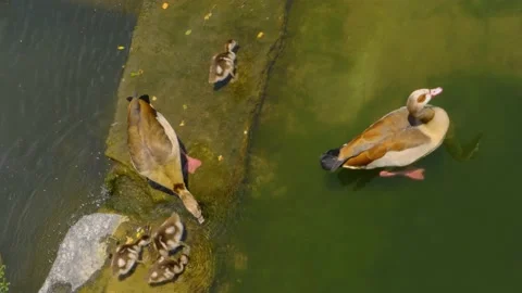 Close up of egyptian Geese Stock Footage 143198559