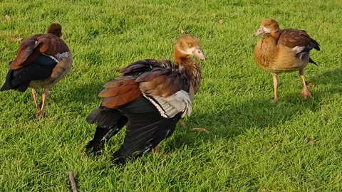 Close up of Egyptian geese  Stock Footage 264140181