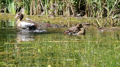 Close Up Of Egyptian Goose Cleaning Itself At Amsterdam The Netherlands 20-7- Stock Footage 135624181