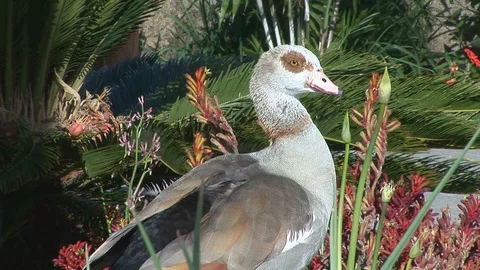 Close up of an Egyptian goose Video stock 90436884