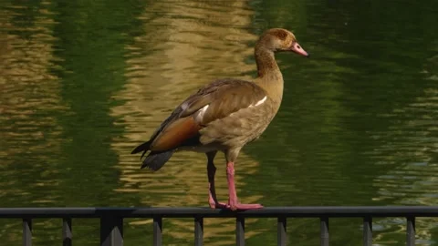 Close up of a Egyptian goose Stock Footage 137382024