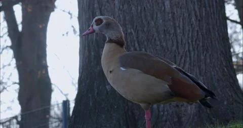 Close up of Egyptian Goose Stock Footage 236695954