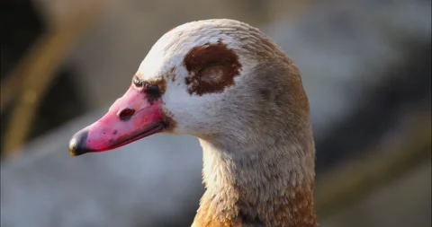Close up of Egyptian Goose Stock Footage 236696131