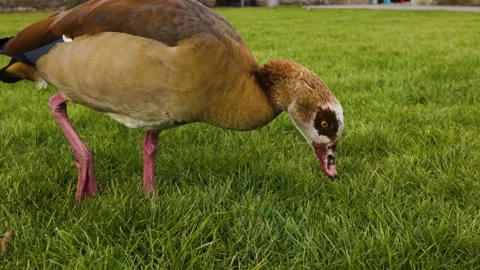 Close up of Egyptian goose Stock Footage 266274821