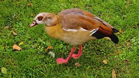 Close up of Egyptian goose walking  Stock Footage 259475122