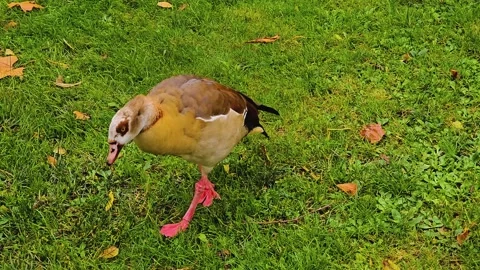 Close up of Egyptian Goose walking  Stock Footage 259612510