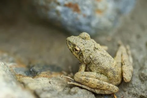 Close-up of a Eiffinger's tree frog (Kurixalus eiffingeri). Stock Photos