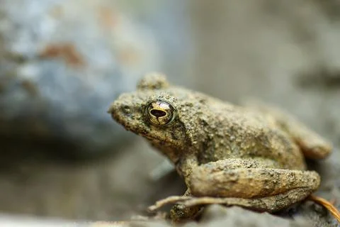 Close-up of a Eiffinger's tree frog (Kurixalus eiffingeri). Stock Photos