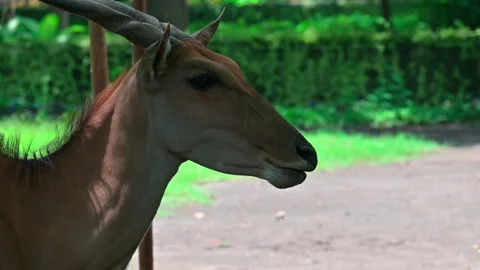 Close up eland 스톡 동영상 243953262