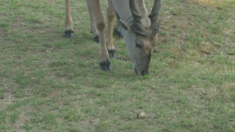 Close up of an eland grazing Stock Footage 220560739