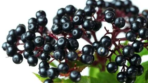 Close-up of Elderberry Berries on Red Stems, isolated, 4k video Stock Footage 289523090