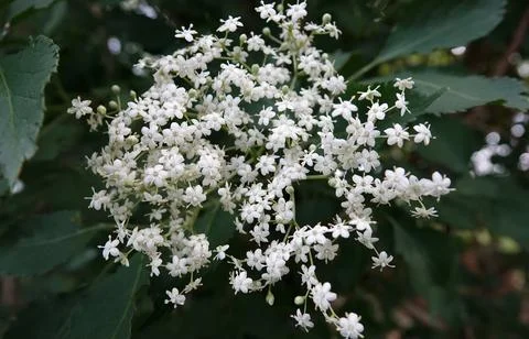 Close-up of elderberry flowers Stock Photos