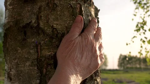 Close Up Of Elderly Hand Touching Trunk And Bark Of Tree As Sign Nature Care Stock Footage 274551187