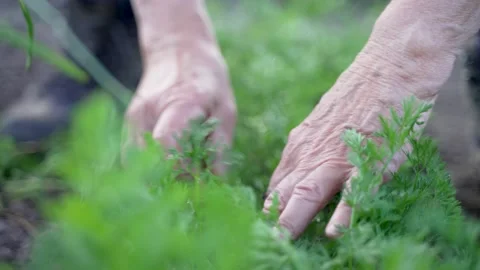 Close up elderly hands picking carrot seedlings Stock Footage 197718262