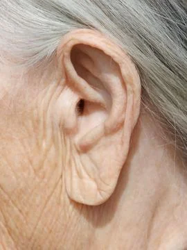 Close-up of elderly person's ear. Gray hair frames the ear. Skin shows fine.. 库存照片