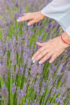 Close-up of an elderly woman's hands gently touching blooming lavender flower 库存照片