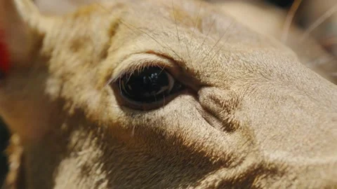 Close-up of eld's deer eye showing detailed lashes and wrinkles Stock Footage 303357432
