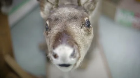 Close up Eld's Deer's nose. Stock Footage 58002322