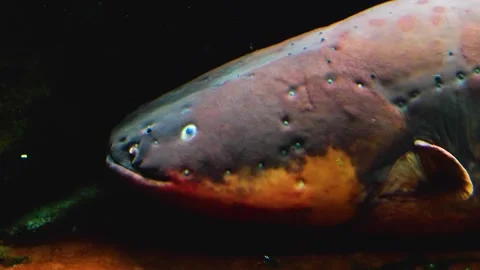 Close up of Electric eel Video stock 140623806