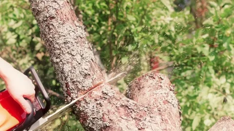 Close-up of electric saw cuts down apple tree Stock Footage 139054019