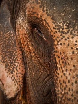 Close-up of elefant in india Stock Photos