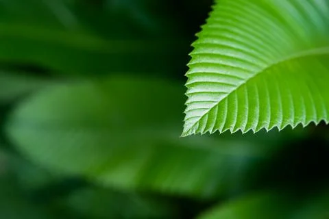 Close-up elegance deep green Stock Photos