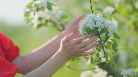 Close-up of elegant female hands gently touching blossoms in spring orchard Video stock 307969246