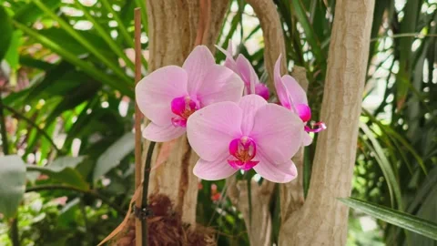 Close-up of elegant pink orchids blooming beautifully Stock Footage 336781649