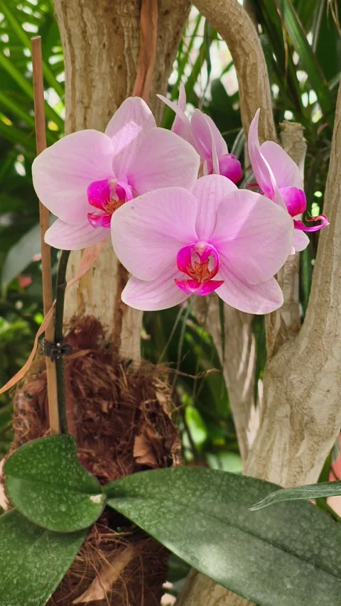 Close-up of elegant pink orchids blooming beautifully Video stock 336781655
