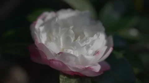 Close-up of Elegant White and Pink Camellia Flower in Sunlight 스톡 동영상 330965350