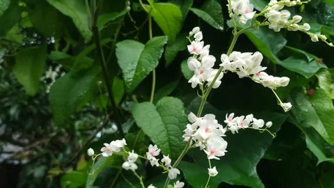 Close Up of Elegant White Flower Stem Dancing in the Wind Stockbeeldmateriaal 315153490