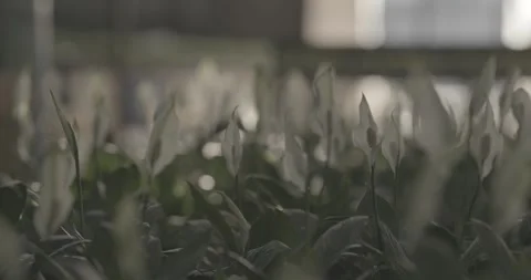 Close-up of elegant white flowers growing in a commercial nursery Stock-Footage 327454914