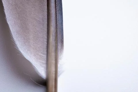 Close-up element of pigeon feather on gray background Stock Photos