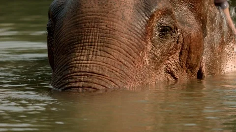 Close-Up: Elephant bathing in Laos Stock Footage 74202142