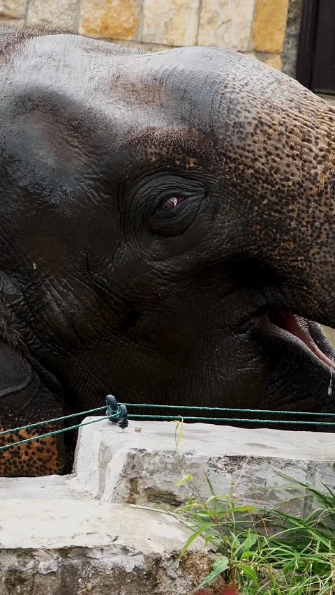 Close-up, an elephant is bathing in a special pool at the zoo. elephant raised Stock Footage 318682684