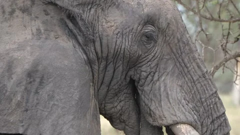Close-Up of Elephant Chewing Grass | 4K Wildlife Footage Stock Footage 312202461