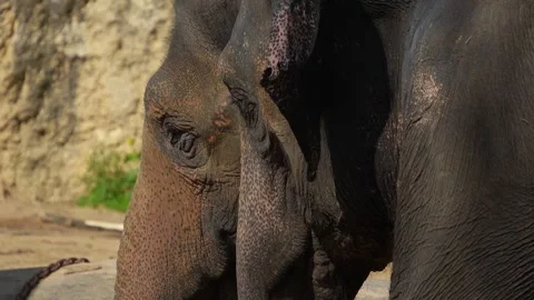 Close up of an elephant cleaning Stock Footage 275541311
