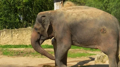 Close up of an elephant cleaning it self Stock Footage 275515330