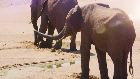 Close up of elephant drinking from a hole it dug during a drought Stock Footage 122051275