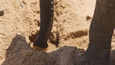 Close up of elephant drinking from a hole it dug during a drought 스톡 동영상 122052948