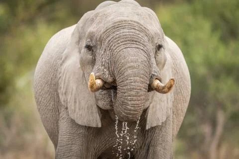 Close up of an Elephant drinking in Kruger. Stock Photos