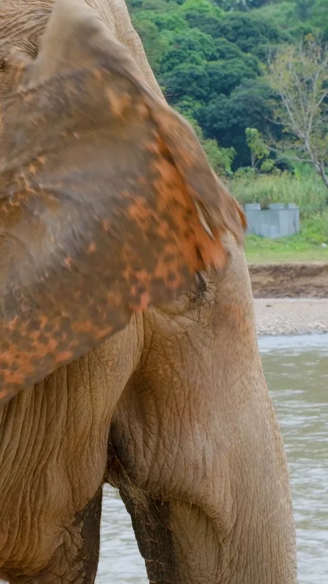 Close-Up of Elephant Ear and Eye Textures in Thailand Stock Footage 344085653