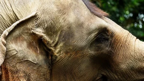 Close Up of Elephant Ear with Detailed Texture Video stock 328485120