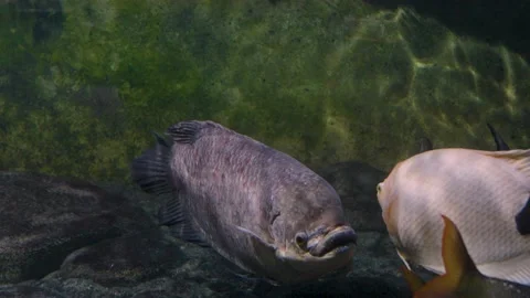  Close up of elephant ear fish  Stock Footage 219244953