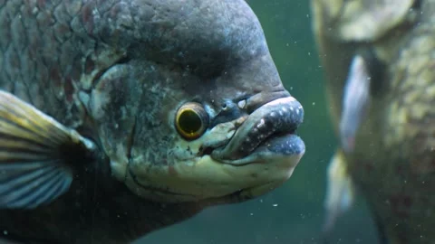 Close up of an elephant ear fish Stock Footage 233802176